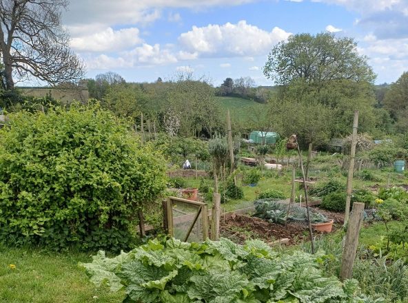 Image of Woodborough Allotments